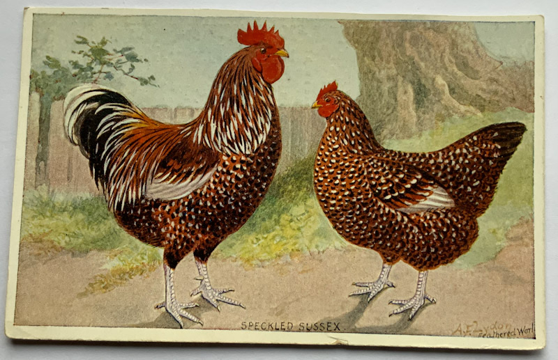 The Feathered World Trade card Speckled Sussex